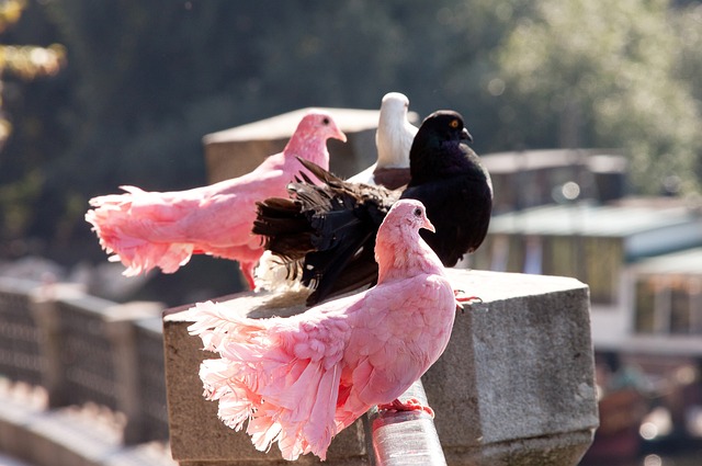 是巴萨辉煌 是巴萨辉煌